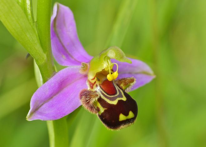 Ophrys пчелы