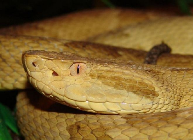 10 страшных фактов о острове змей