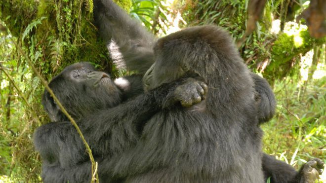 Женские гориллы