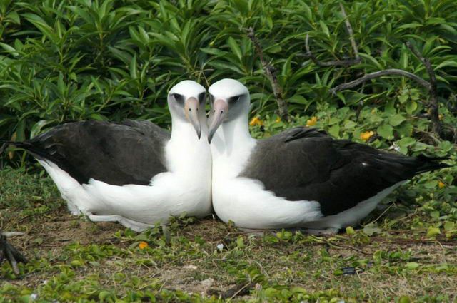Женские альбатросы