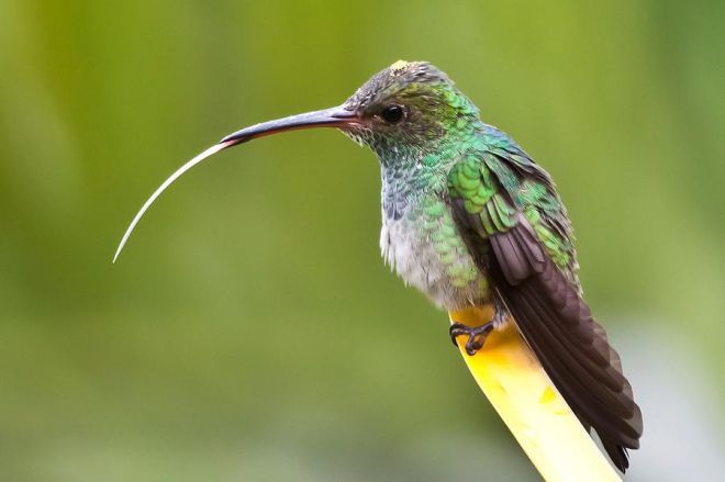 Язык Hummingbird