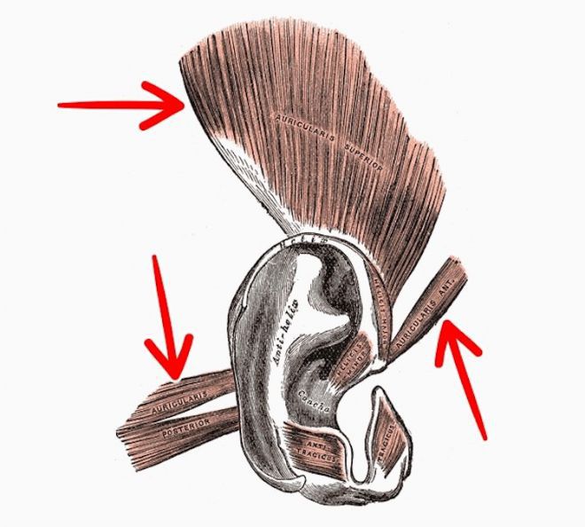 мышцы уха