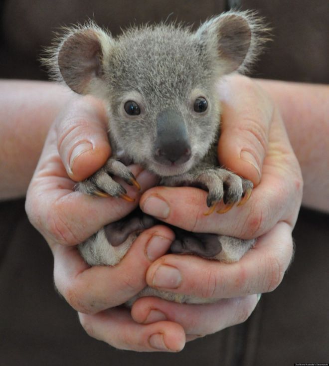 коала