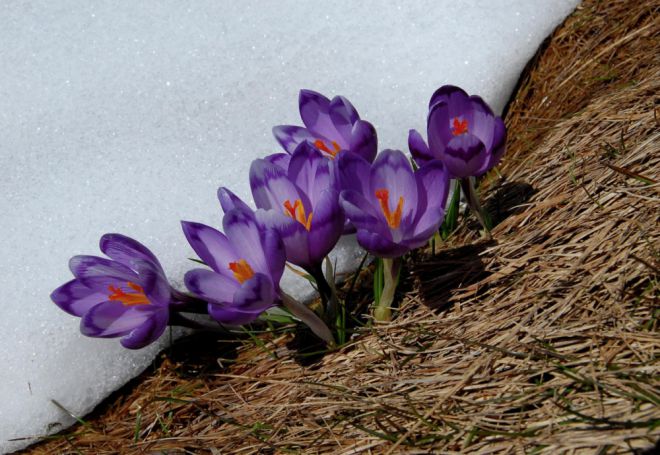 15 фото, которые уже показывают весну 1
