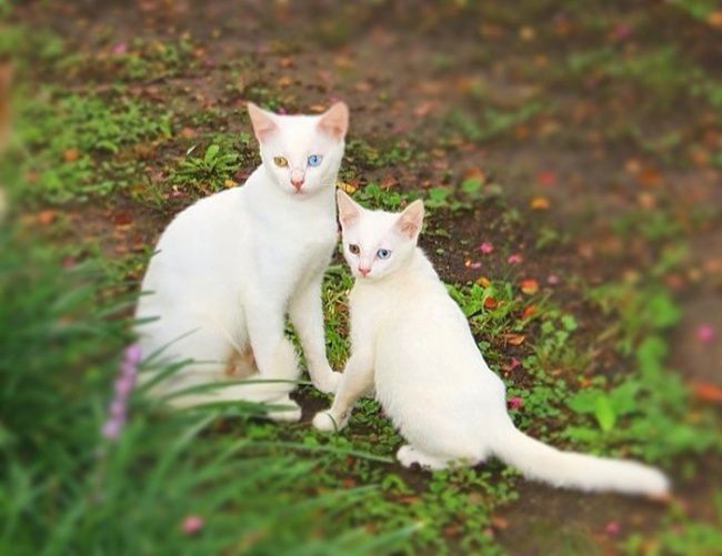 15 кошек и их красивые миниатюры 9