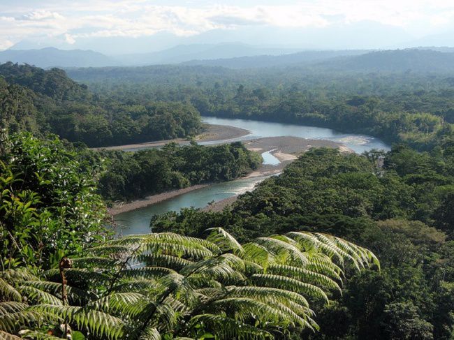 Амазонские тропические леса