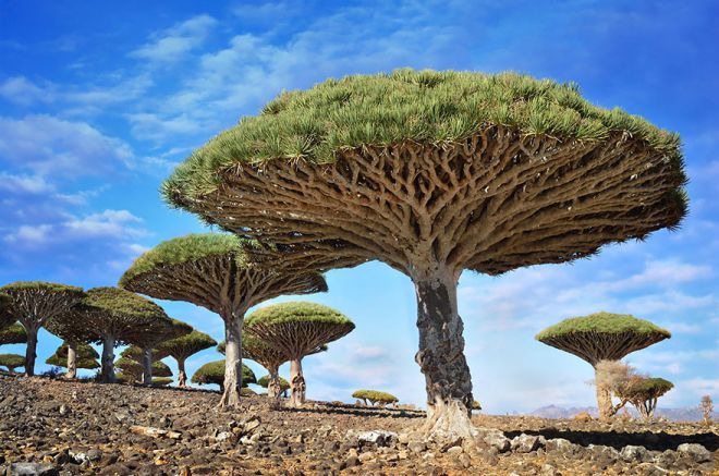 Дерево драконов Йемен