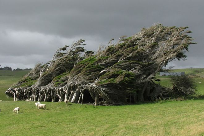 Деревья, согнутые ветром Новая Зеландия