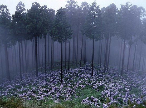 Лес в Японии