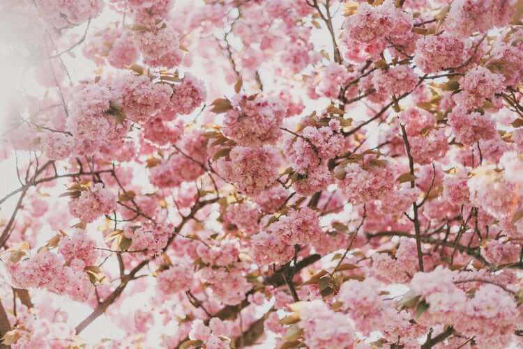 Цветы на дереве, аллергия и ринит