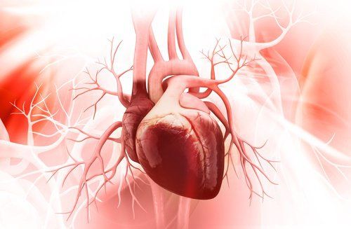 Сердце и его здоровье - 7 советов о том, как заботиться о них
