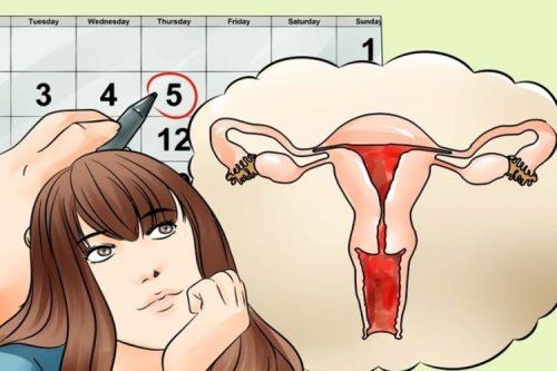 Менструальный цикл женщины