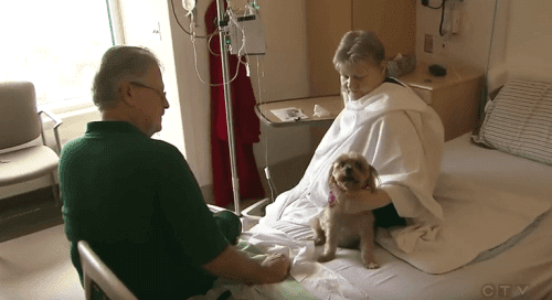 Посещение животного в больнице