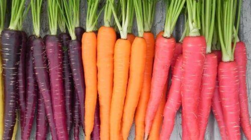 Морковь в разных цветах