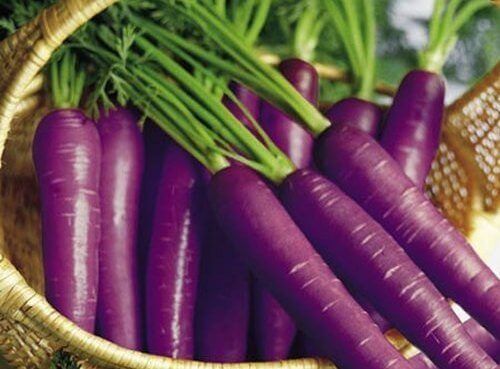 Фиолетовая морковь