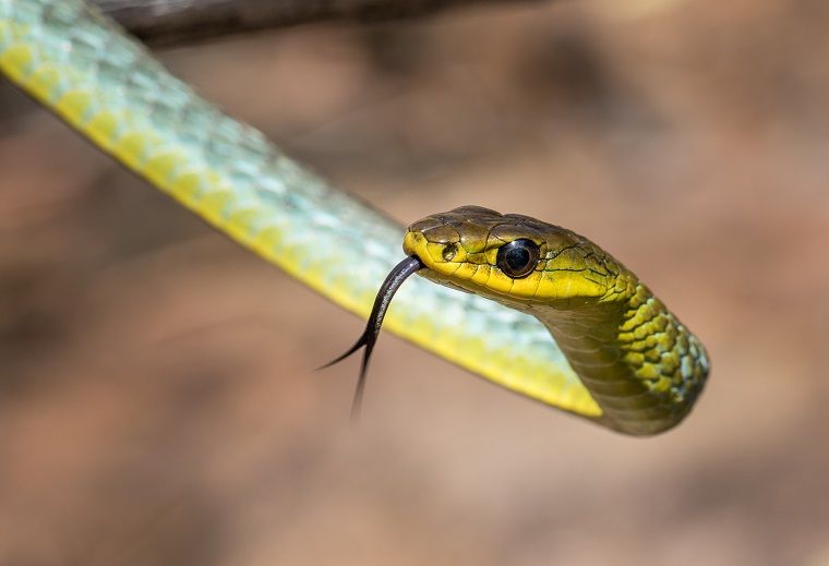 Вы знаете, как вылечить страх перед змеями?