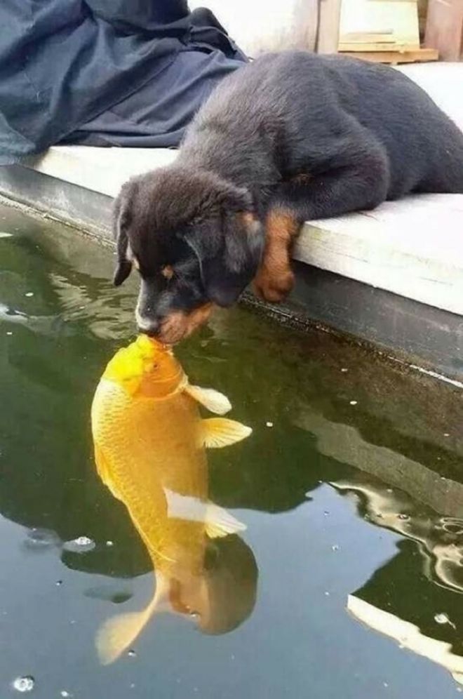 животные также целуют 1