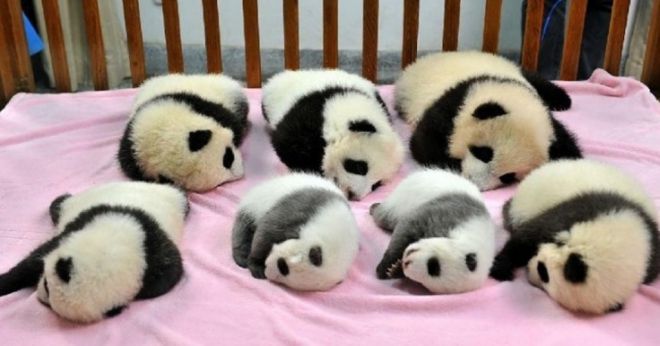 Детский сад для панд действительно существует 1