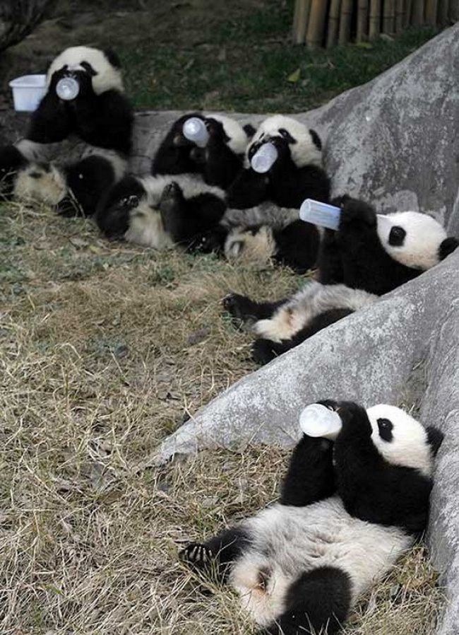В детском саду для панд действительно существует 12