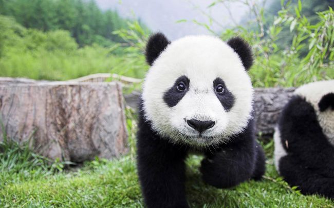 Детский сад для панд действительно существует 13
