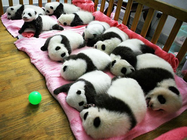Детский сад для панд действительно существует 4