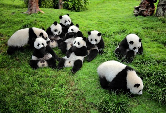 В детском саду для панд действительно существует 7