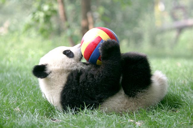 Panda детский сад действительно существует 8