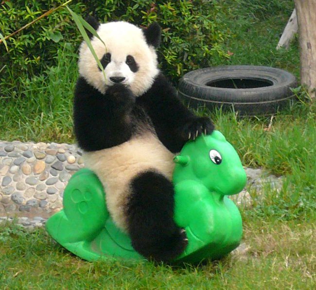 В детском саду для панд действительно существует 9