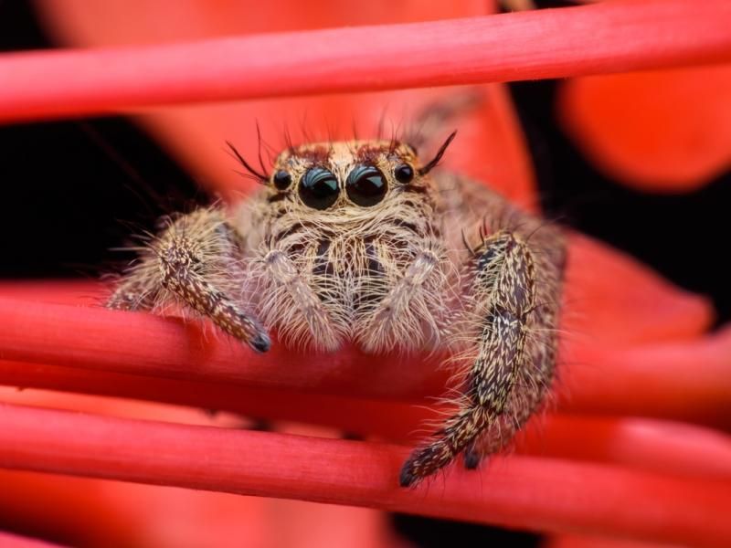 Почему мы боимся пауков - причины арахнофобии