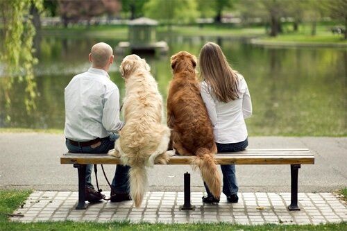 Люди и собаки на скамейке