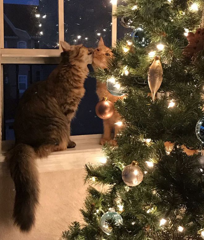 Фотографии котят возле рождественской елки были очарованы специалистами