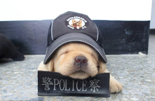 Фушин самый очаровательный четвероногий полицейский