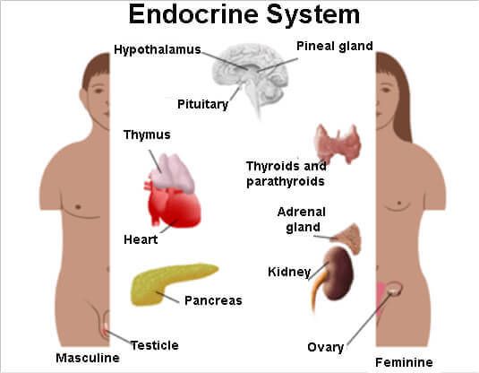 Эндокринная система и гормональные нарушения