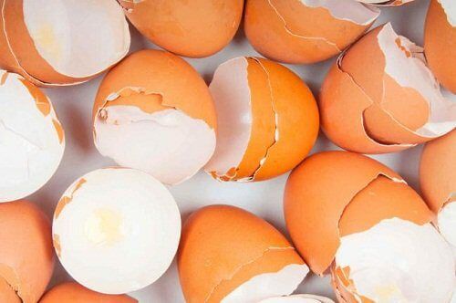 Раковины яиц