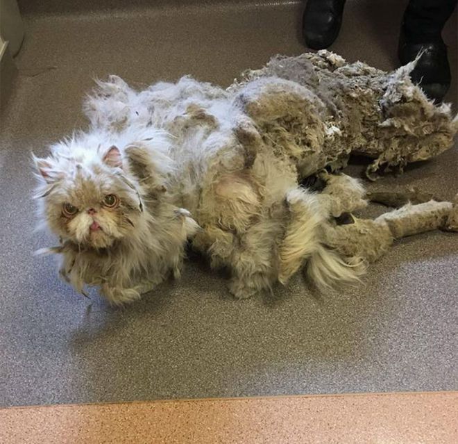 Эта кошка почти умерла своими собственными 2 кг матового меха