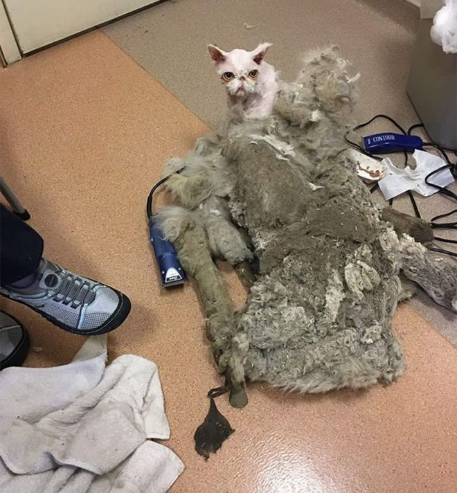 Эта кошка почти умерла за 2 кг матового меха