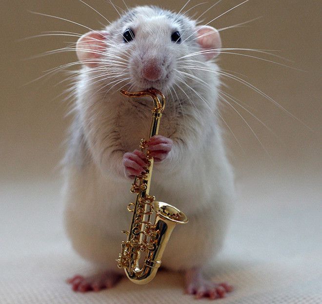 Эти крысы отлично играют на музыкальных инструментах