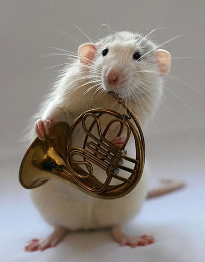 Эти крысы играют на музыкальных инструментах