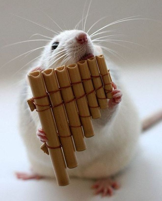 крысы отлично играют на музыкальных инструментах