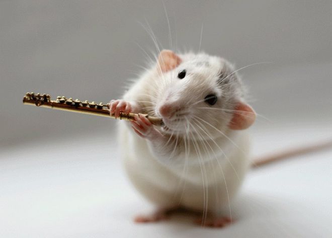 крысы играют на музыкальных инструментах