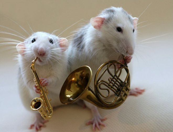 крысы играют на музыкальных инструментах 2