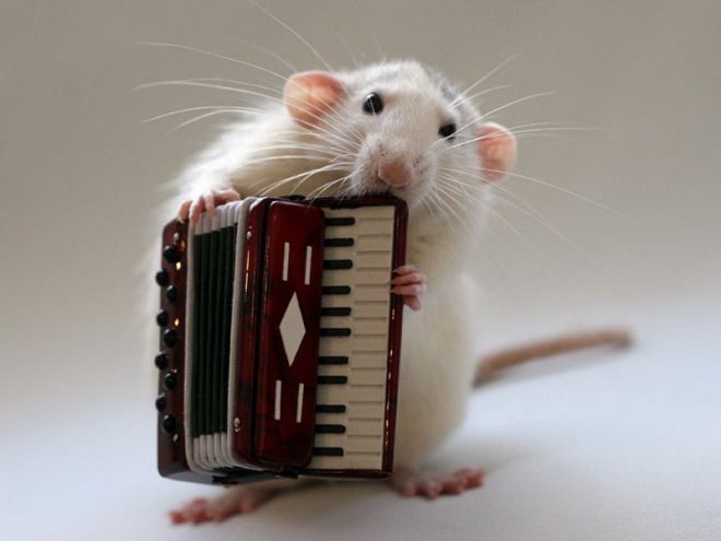 крысы играют на музыкальных инструментах 3