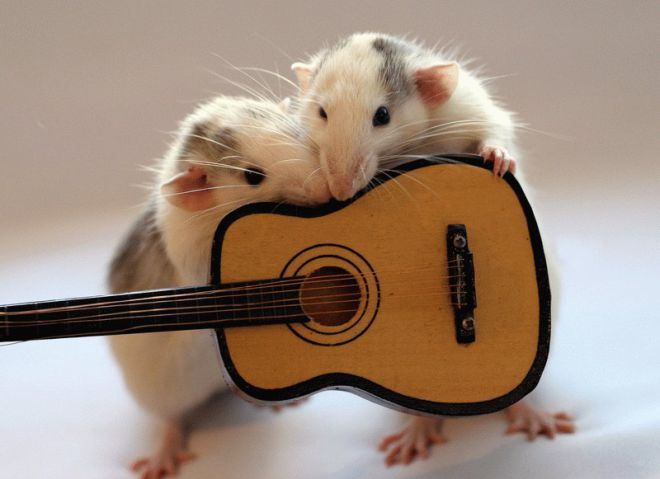 крысы играют на музыкальных инструментах 4