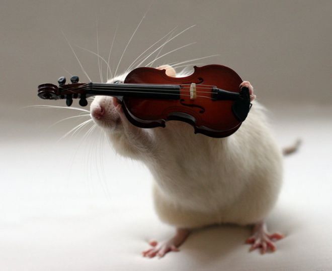 крысы играют на музыкальных инструментах 6