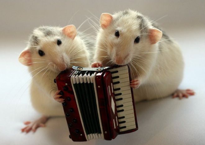 крысы играют на музыкальных инструментах 7