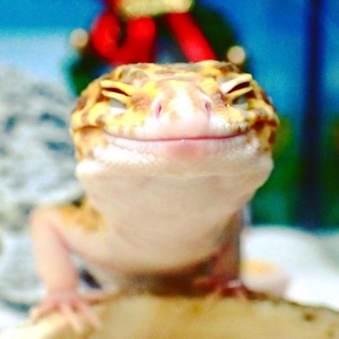 gecko улыбка