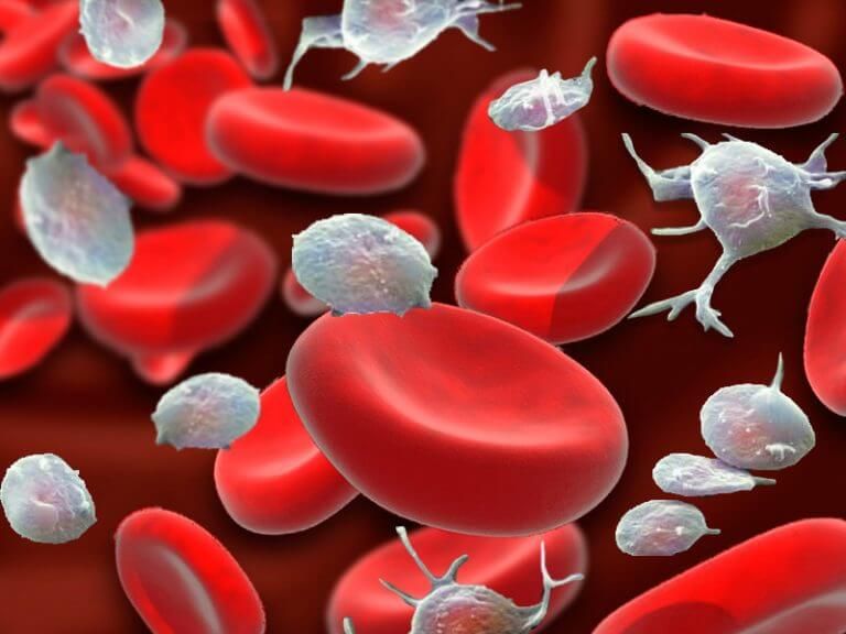Эритроциты и качество крови