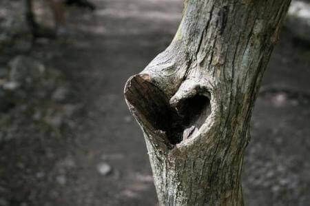 Отверстие в форме сердца в дереве