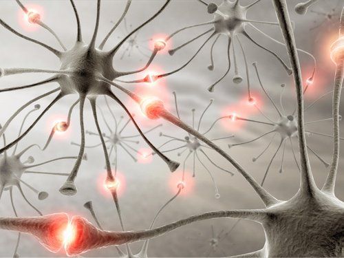 Соединения нейронов в мозге