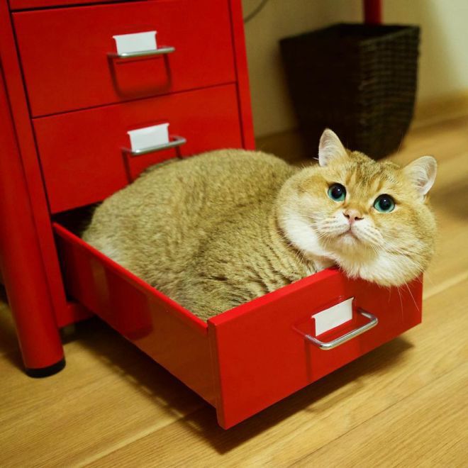 ящик для кошек